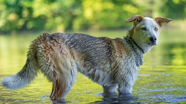 Cómo proteger a tu mascota del calor este verano: consejos para evitar golpes de calor y deshidratación
