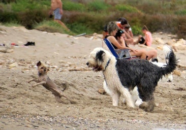 Vacaciones con tu perro: más de 130 playas para ir con mascotas en España este verano