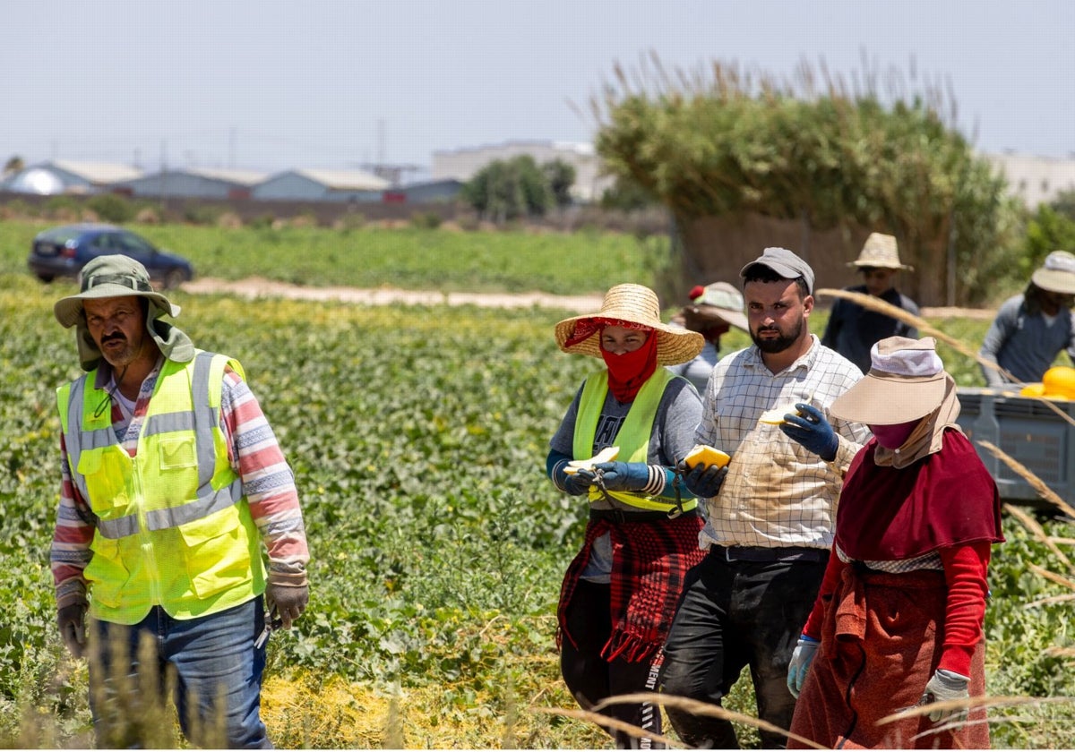 Trabajadores marroquíes en los campos de melones de Torre Pacheco