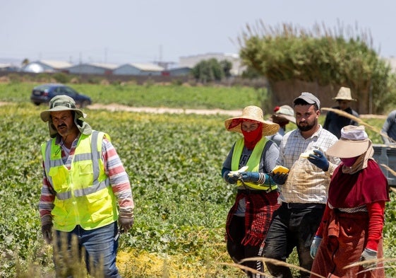 Trabajadores marroquíes en los campos de melones de Torre Pacheco
