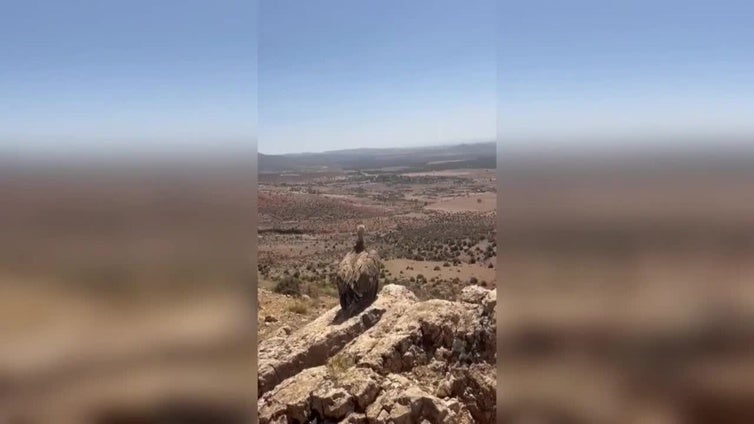 Liberado un buitre leonado en Marruecos después de ser tratado de heridas