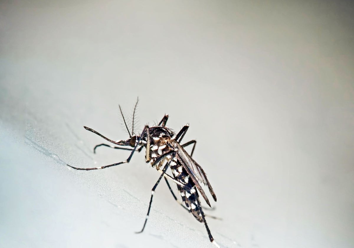 Mosquito del género Aedes Albopictus