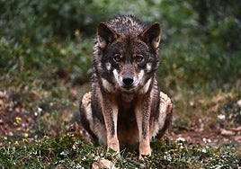 Trece comunidades, entre ellas dos del PSOE, denuncian ante Europa que el Gobierno no les deja votar el informe sobre el lobo