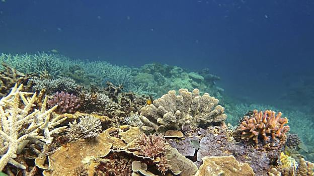 Imagen antes - Australia advierte del blanqueamiento que sufre la Gran Barrera de Coral, causa del cambio climático