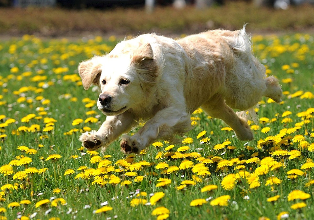 Un Golden Retriever corre por un campo de flores en Madrid