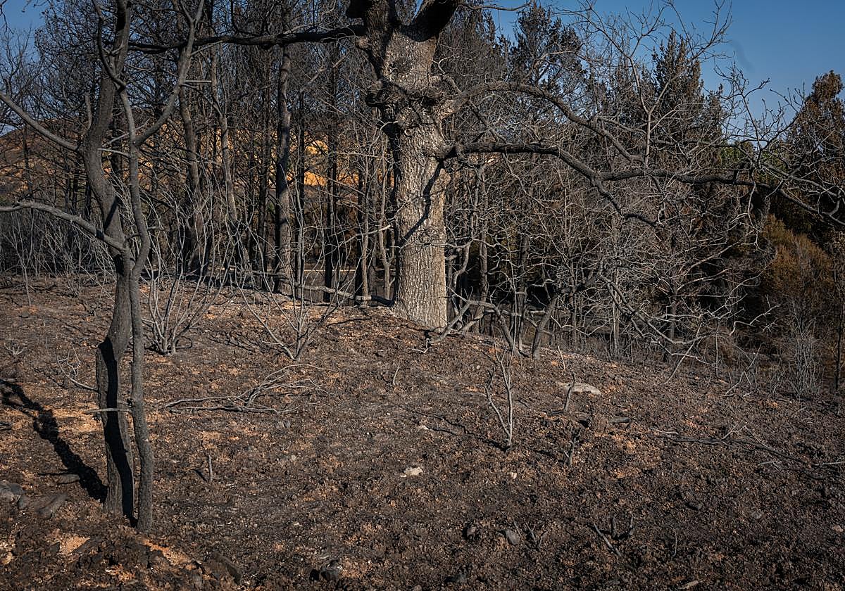 Desde el pasado 15 de agosto se han quemado más de 112.000 hectáreas en España