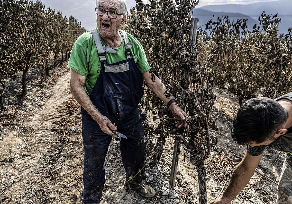 Pío González junto a su hijo David, enseñando su viña calcinada