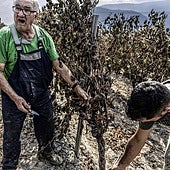La viña que salvó el pueblo pero se juega la cosecha