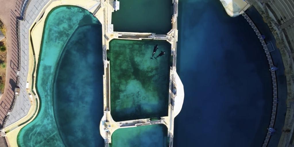 Un dron de una ONG 'caza' a los cuidadores de un parque marino masturbando a una orca