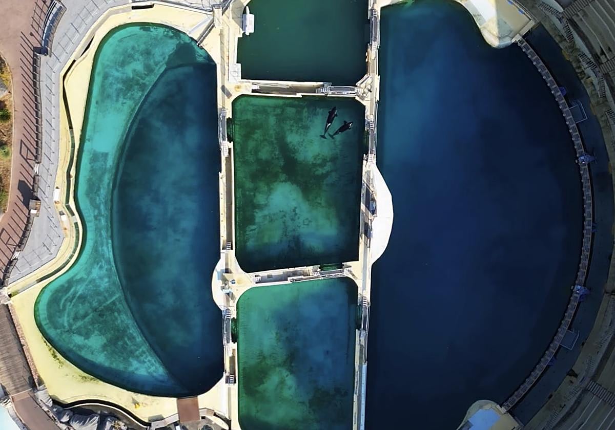 Las orcas Wikie y Keijo en el interior de su tanque en Marineland Antibes @wearetidebreakers