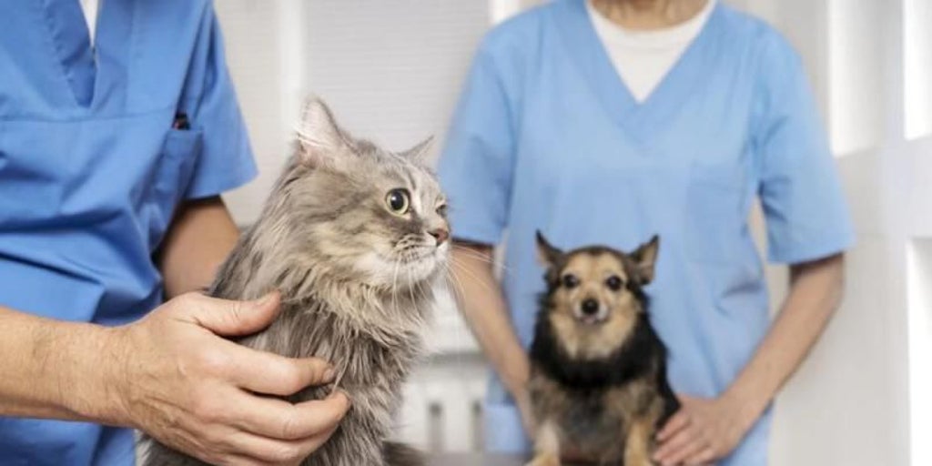 Consejos para cuidar la salud de tus mascotas tras las vuelta de las vacaciones