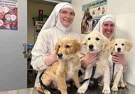 Las exclarisas de Belorado denuncian el intento de envenenar a sus perros en Asturias