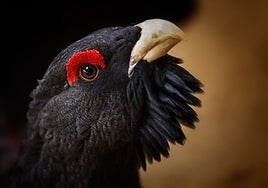 El urogallo, el ave más amenazada de España, sobrevive a los peores incendios del país