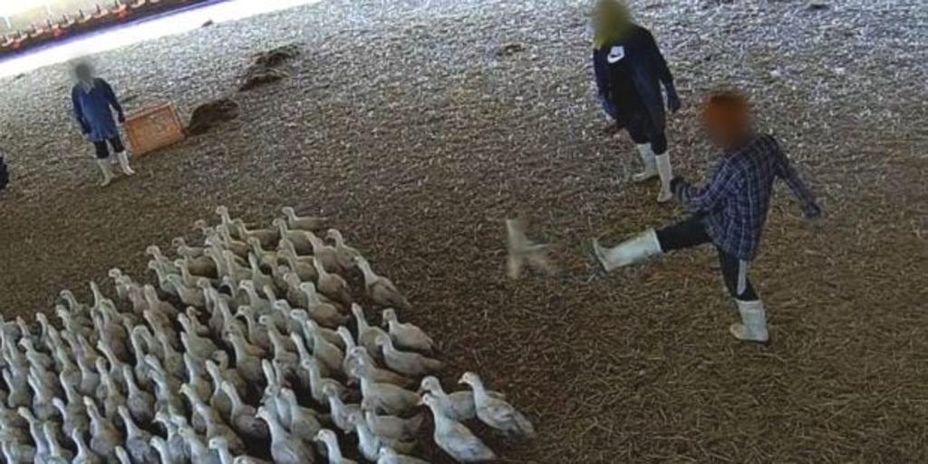 Patos viviendo entre suciedad y cadáveres y sacrificados a golpes: denuncian a una granja avícola de Portugal que distribuye en España