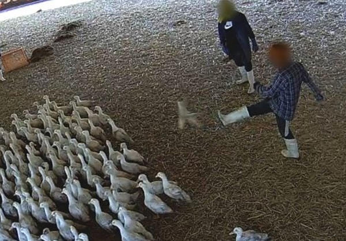 Un operario propina una patada a un pato.