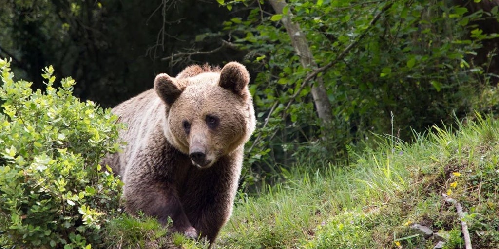 Herido leve un turista español por el ataque de un oso en el sur de Japón