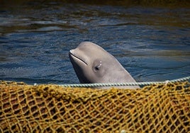 Un parque de atracciones en bancarrota amenaza con sacrificar a 30 belugas en Canadá