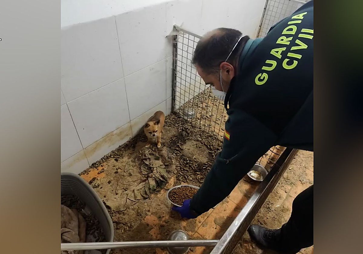 Un agente atiende a uno de los animales del criadero desmantelado en Ordes, La Coruña
