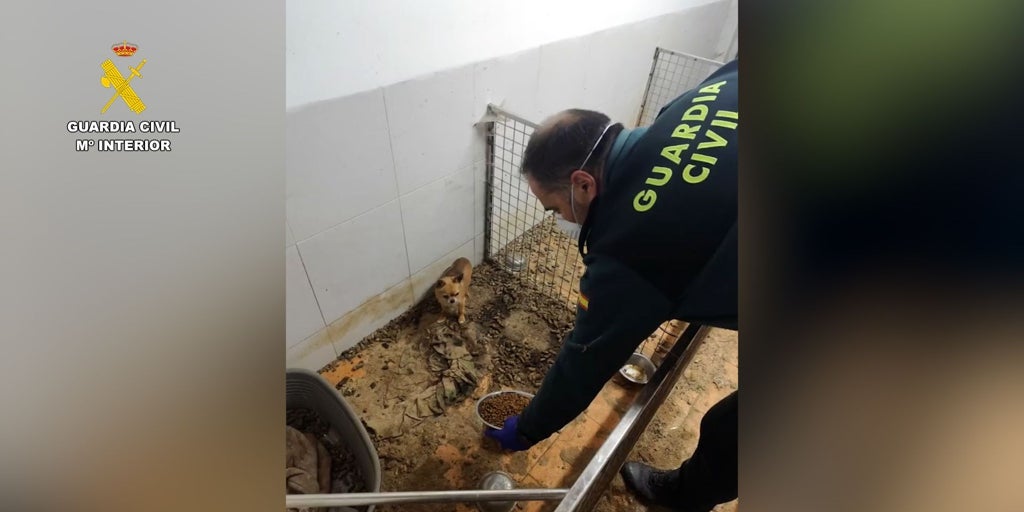 El criadero clandestino de los horrores: el Seprona halla 250 cadáveres de animales y casi 200 agonizantes en una nave de Ordes (La Coruña)