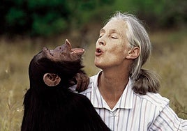 Bustinduy aprovecha la muerte de Jane Goodall para resucitar la ley de grandes simios