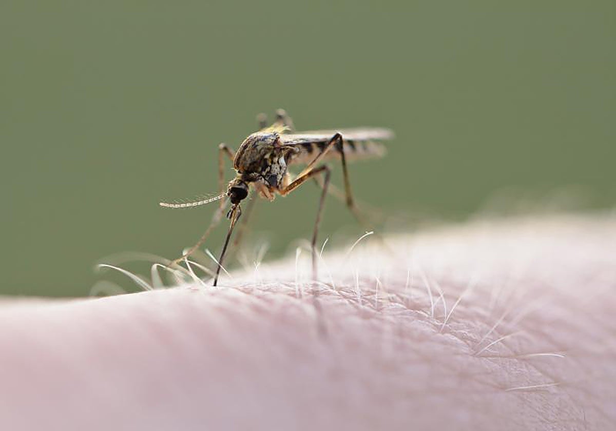 La evolución de la forma molestus también tiene implicaciones significativas en la propagación de los virus