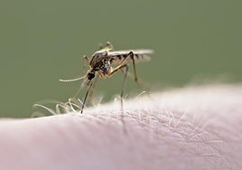 El 'mosquito del metro' no es londinense y podría haber nacido hace más de mil años en el Antiguo Egipto