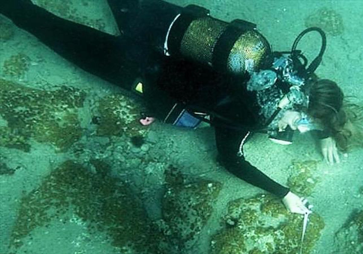 Jardinería submarina en el Egeo para cultivar Posidonia, el pulmón del Mediterráneo