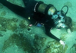 Jardinería submarina en el Egeo para cultivar Posidonia, el pulmón del Mediterráneo