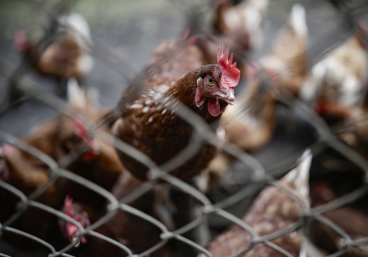 Gallinas en un corral.