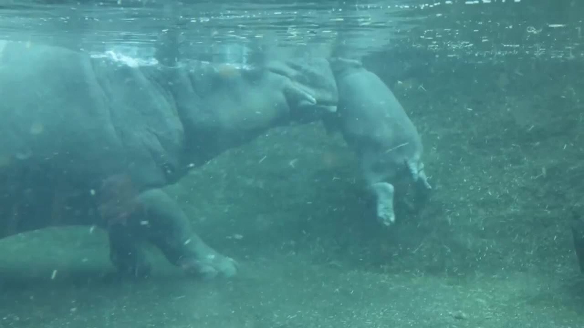 Cría de hipopótamo pigmeo se da su primer baño en el zoológico de Berlín