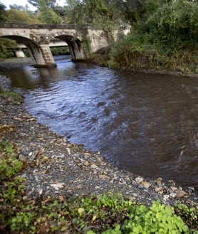 Secondary image 2 - In the Valdeorras (Ourense) region, some rivers shine with an oily, tar-like sheen due to mountain ash burned this summer.