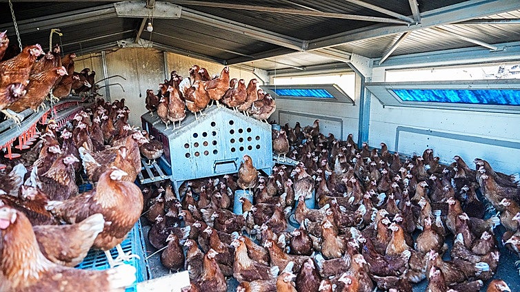 «Quieren salir»: el encierro estresa a las gallinas y los contagios amenazan el suministro de huevos