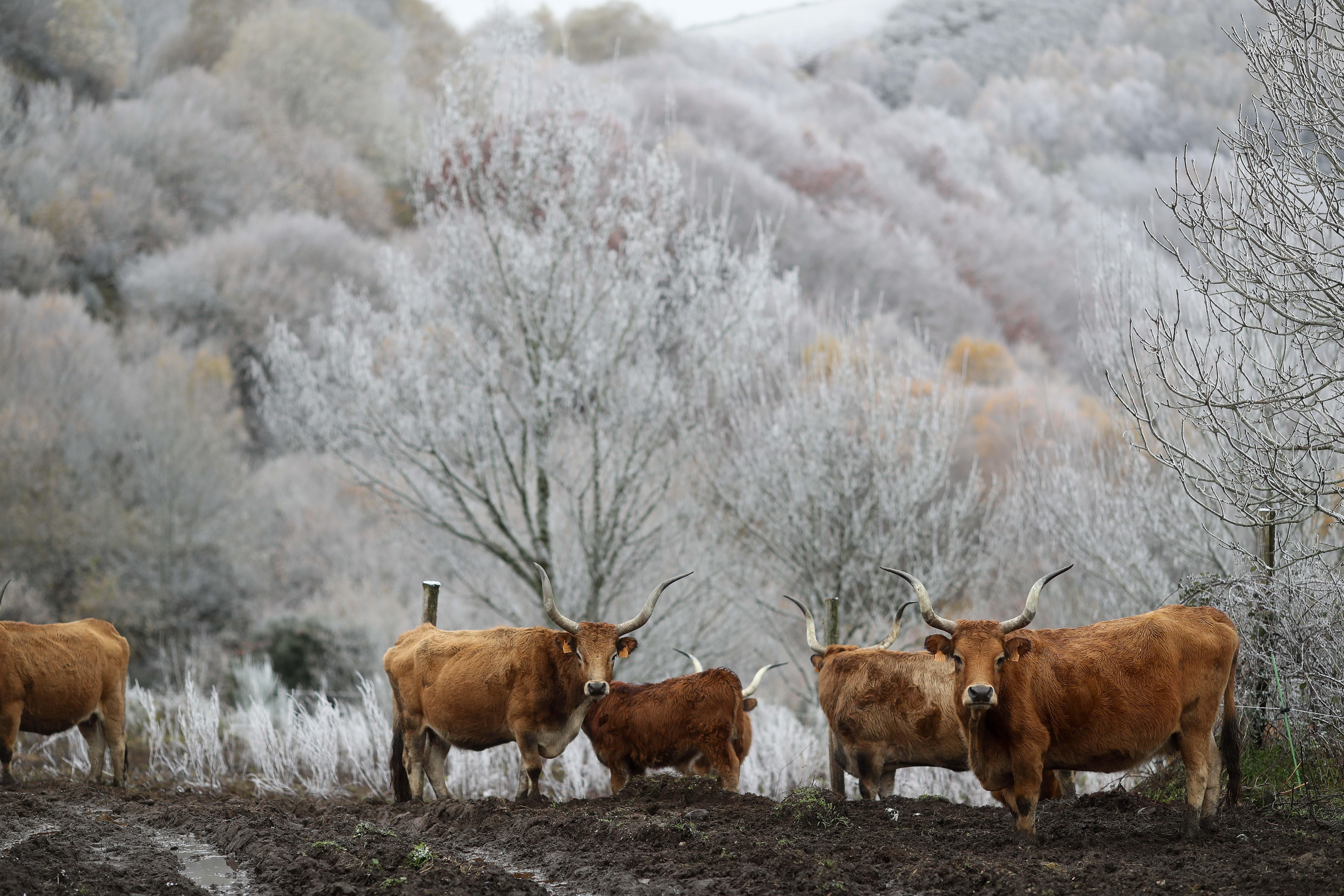 La llegada de la masa de aire ártico a Galicia provoca nevadas en Lugo