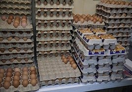 Planas asegura que la gripe aviar está «controlada»