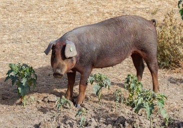 Expertos de la UE viajan mañana a Cataluña para dar apoyo frente a la peste porcina africana