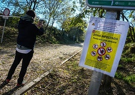 Claves de la peste porcina africana: «Es el virus que más daño podía hacer a España»