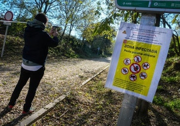 Claves de la peste porcina: cómo se contagia y cuándo se volverá a la normalidad