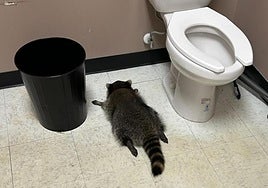 Un mapache entra en una licorería cerrada, destroza decenas de botellas y se emborracha a base de whisky