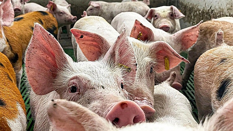 El método infalible con el que el Ejército de Suecia y Bélgica vencieron a la peste porcina