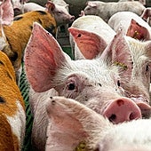 El método infalible con el que el Ejército de Suecia y Bélgica vencieron a la peste porcina