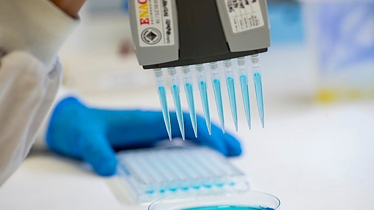 Vacunas con sello español contra la peste porcina: «La que se apruebe no será universal, se adaptará a zonas o regiones»