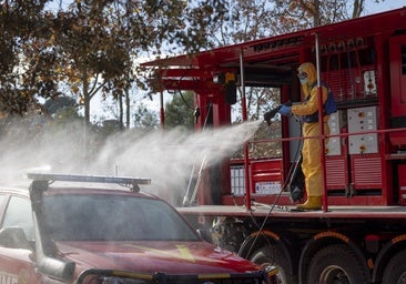 Europa recomienda contención en la lucha contra la peste porcina: «El virus mata mejor que el Ejército pegando tiros»