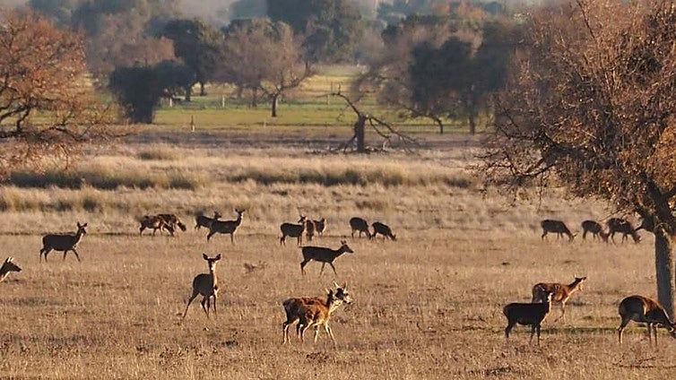 Primer preacuerdo en el Parque Nacional de Cabañeros para desbloquear la caza en las fincas privadas
