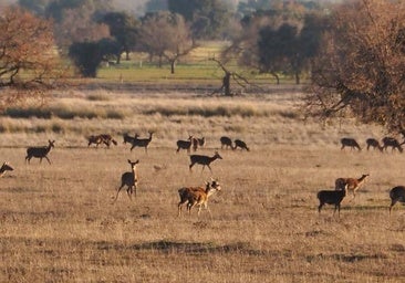 Ciervos en el Parque Nacional de Cabañeros