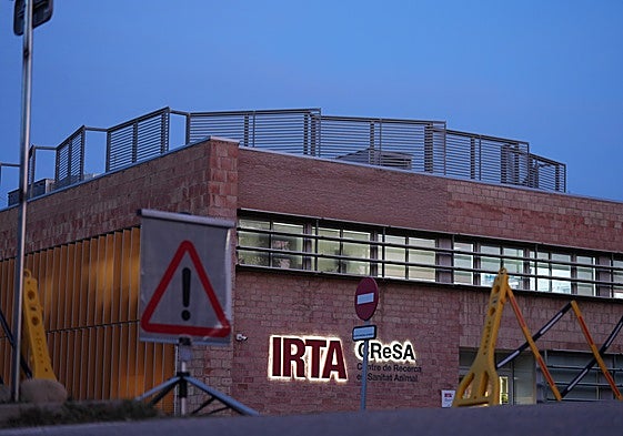 El laboratorio bajo sospecha de propagar la peste porcina investiga con la misma cepa causante del brote de Barcelona