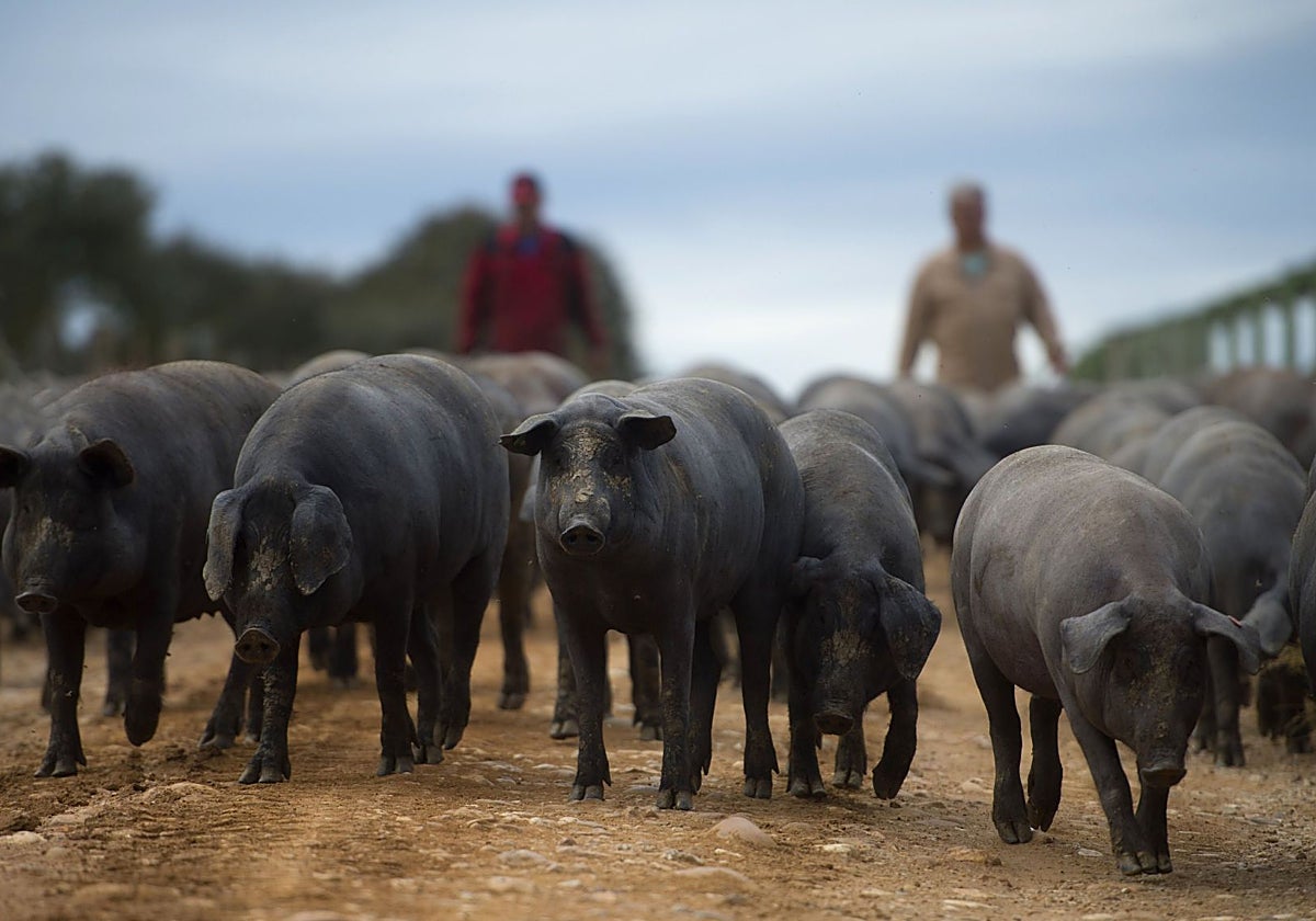 Cerdos de raza ibérica