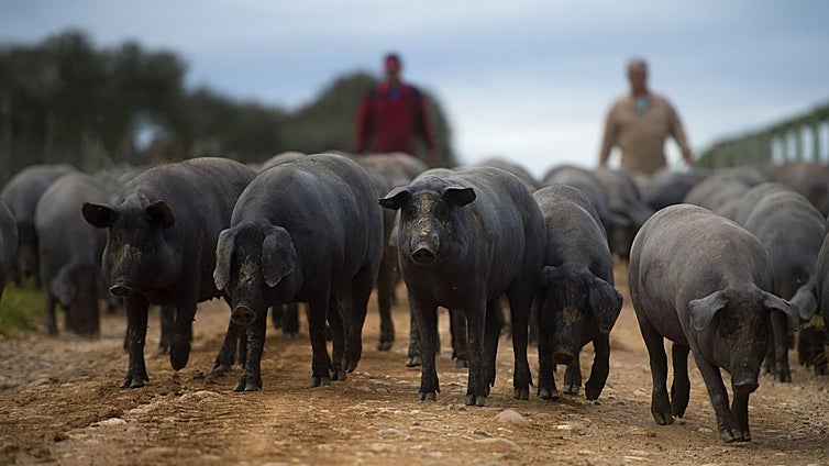 La peste porcina africana y los 30 años de ruina que dejó en Extremadura: «Vamos a estar toda la vida temiendo que vuelva»