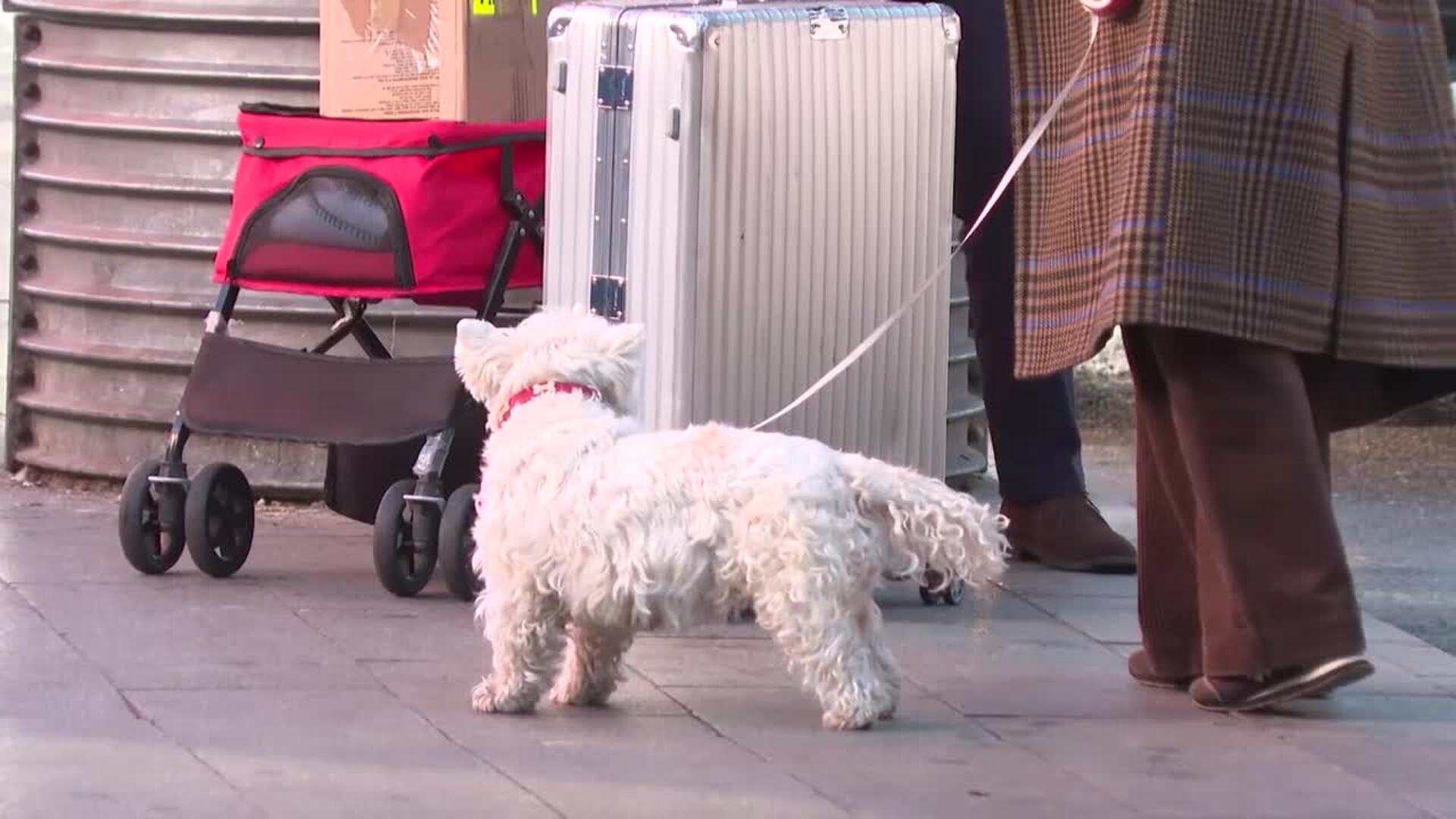 El turismo pet-friendly gana terreno en 2025 y redefine las condiciones de viaje
