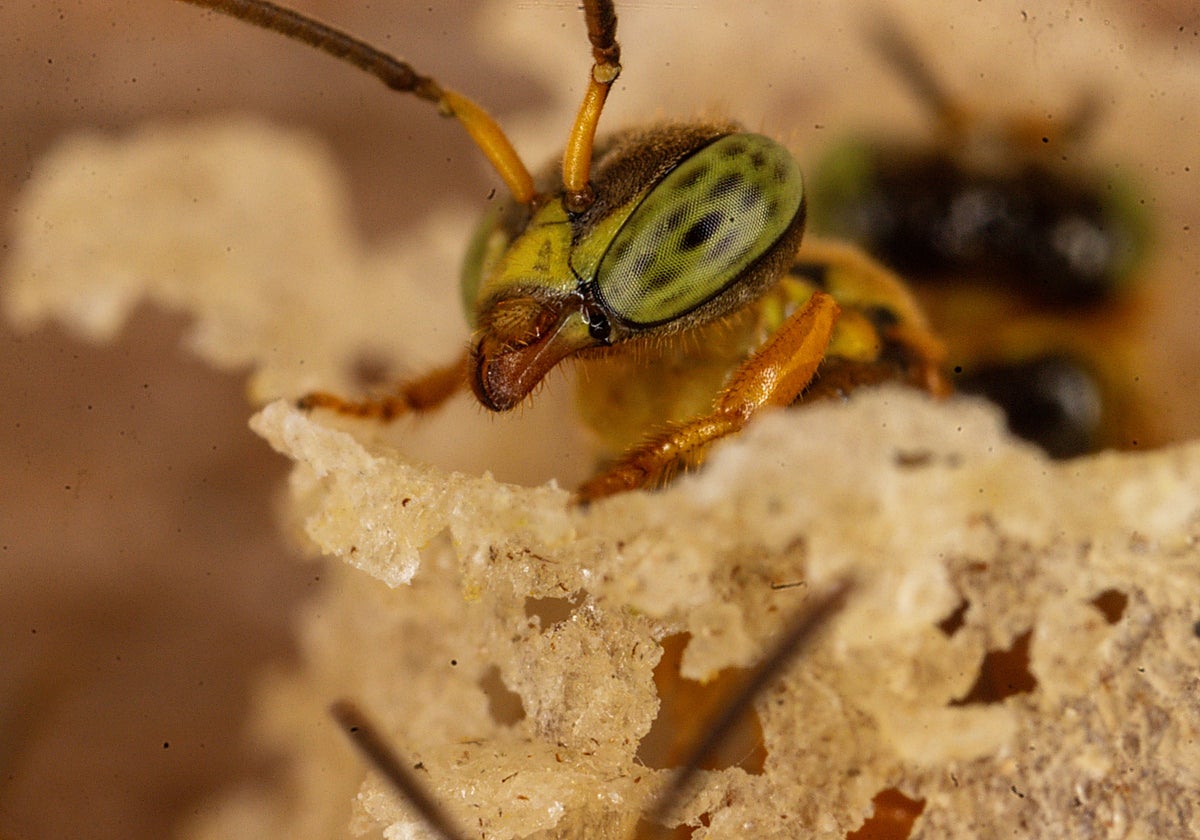 Una abeja sin aguijón del Amazonas