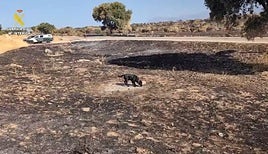 Detenido un hombre acusado de provocar un incendio forestal en julio en Colmenar Viejo